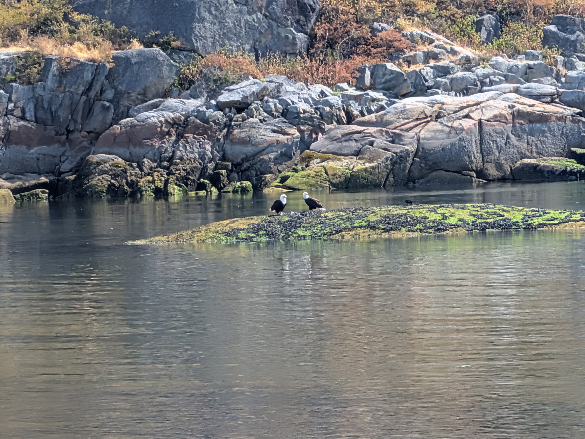 Great blue heron standing at the edge of Pender Harbour's calm inlet